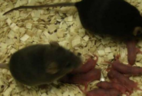 Live mice are bred from artificially developed egg 